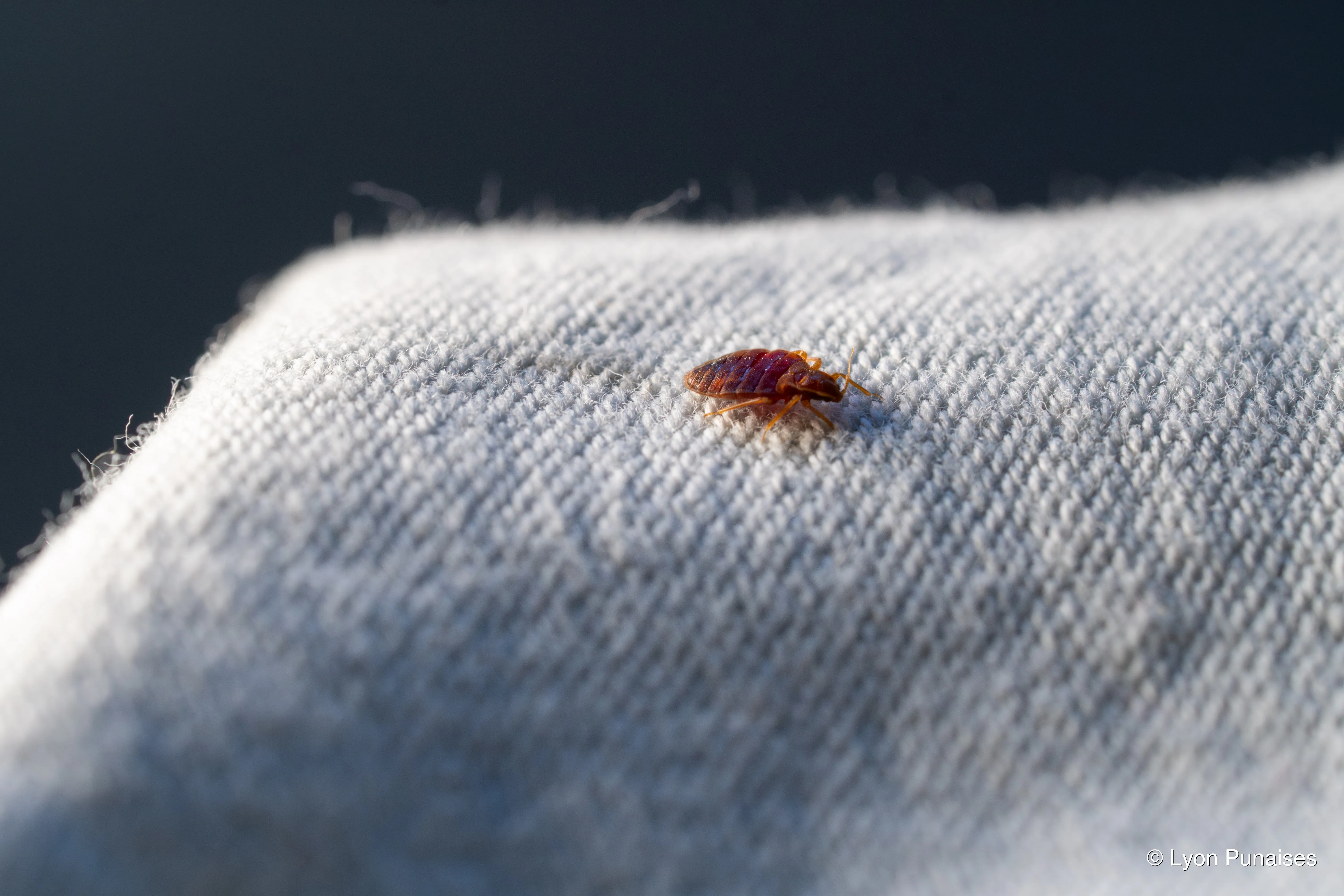 Punaise de lit adulte, ovale et aplatie, de couleur brun-rouge, sur un tissu de matelas