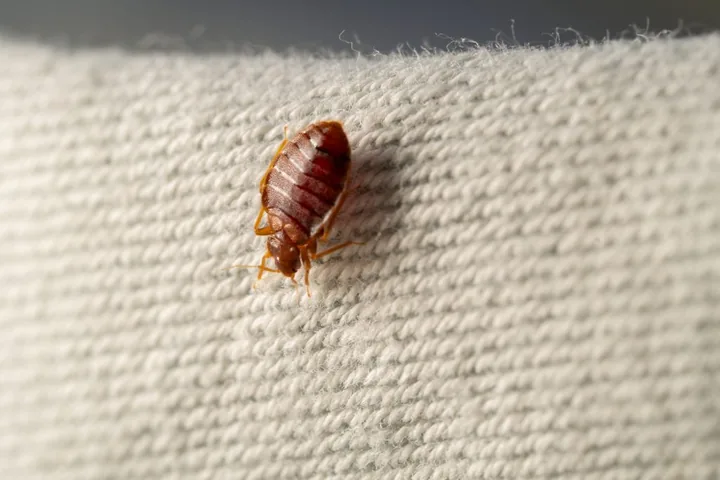 Punaise de lit adulte sur un textile