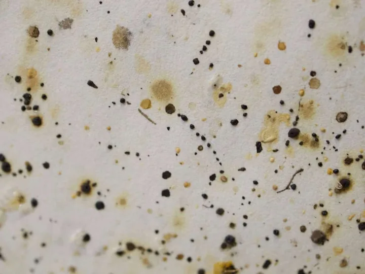 Traces et déjections de punaises de lit